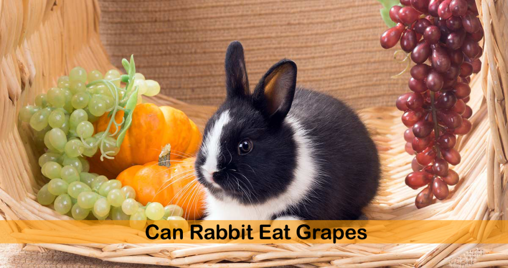 Can Rabbit Eat Grapes