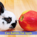 can rabbits eat apple