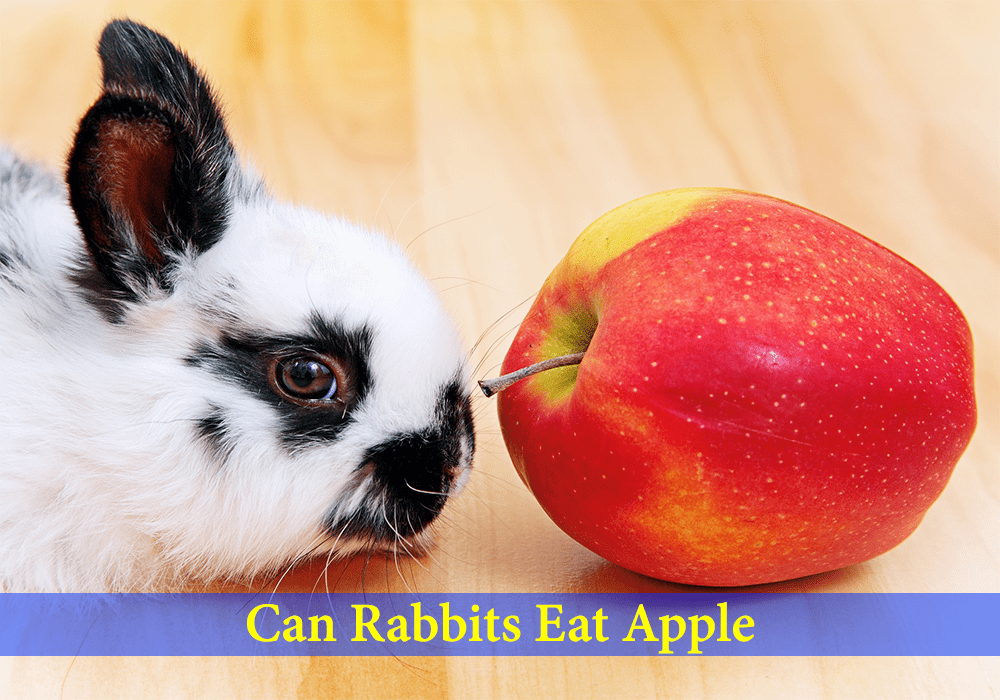 can rabbits eat apple