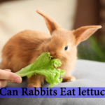 can rabbits eat lettuces