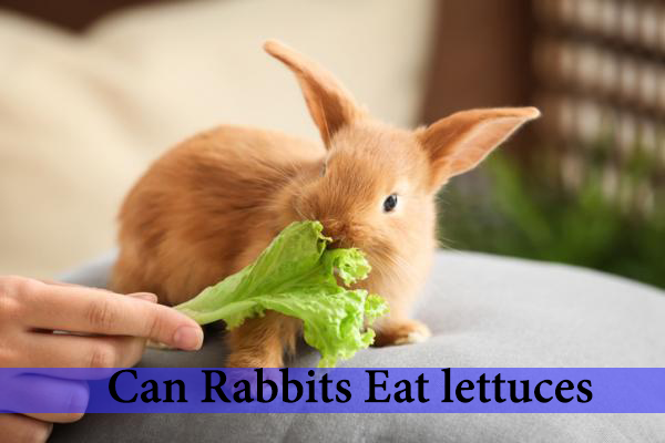 can rabbits eat lettuces