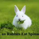 can rabbits eat spinach