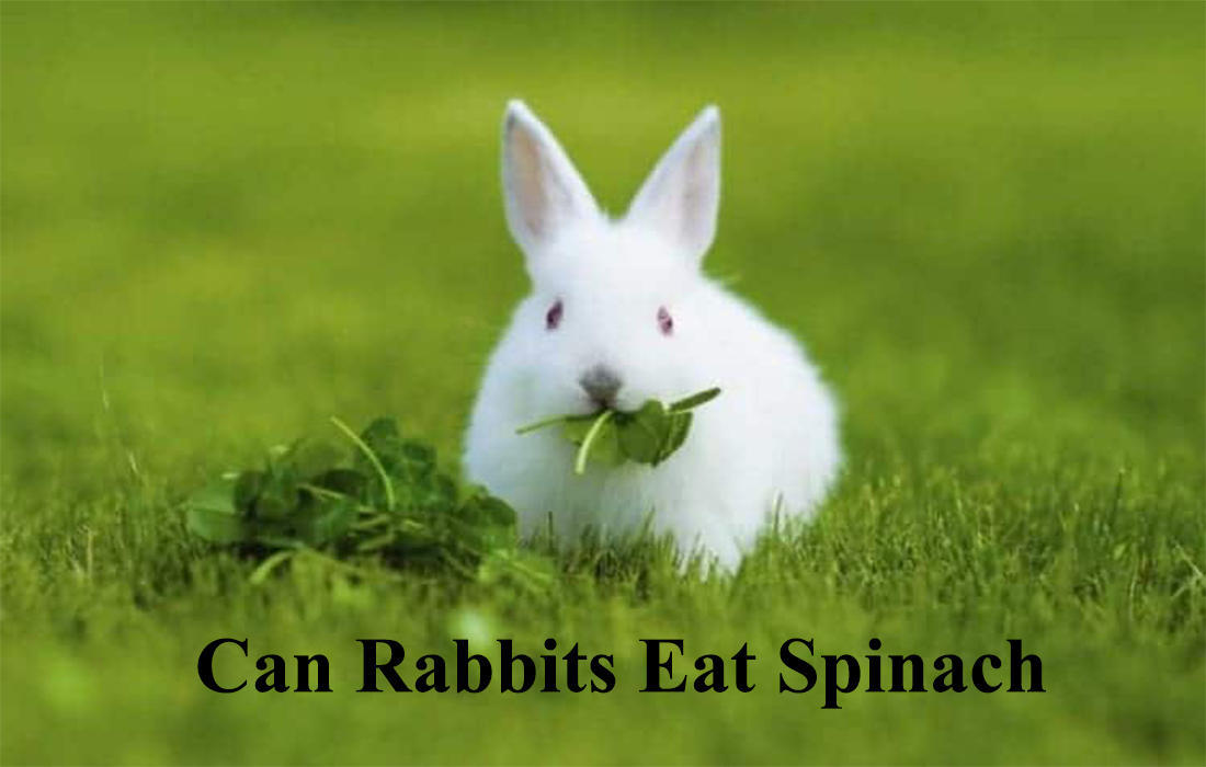 can rabbits eat spinach