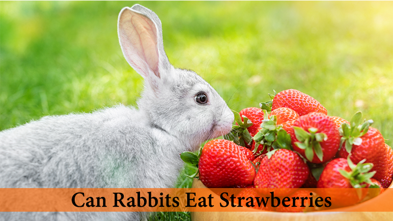 can rabbits eat strawberry