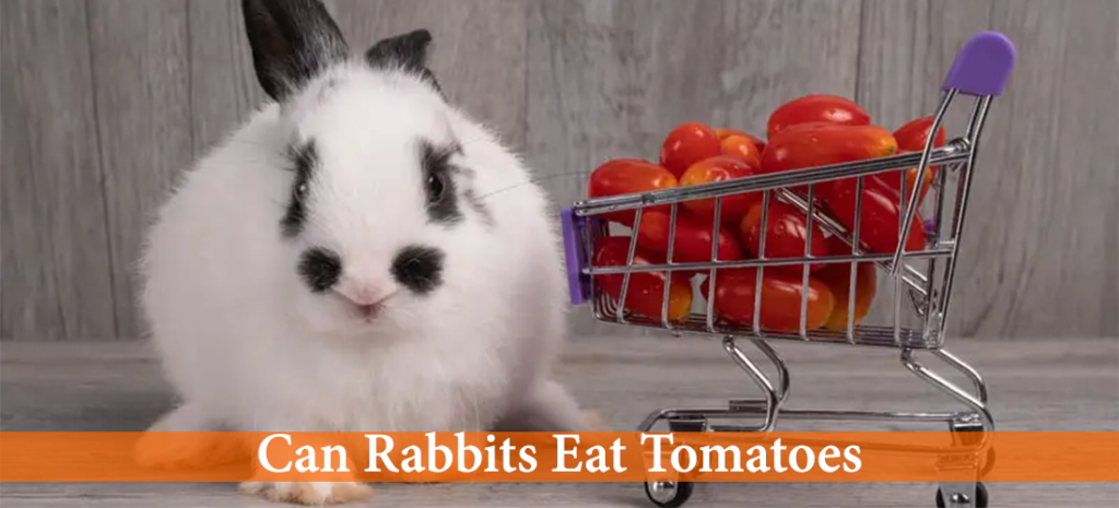 tomatoes for rabbits