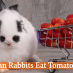 tomatoes for rabbits