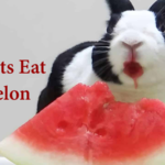 can rabbits eat watermelon