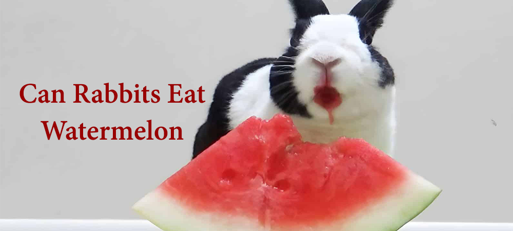 can rabbits eat watermelon