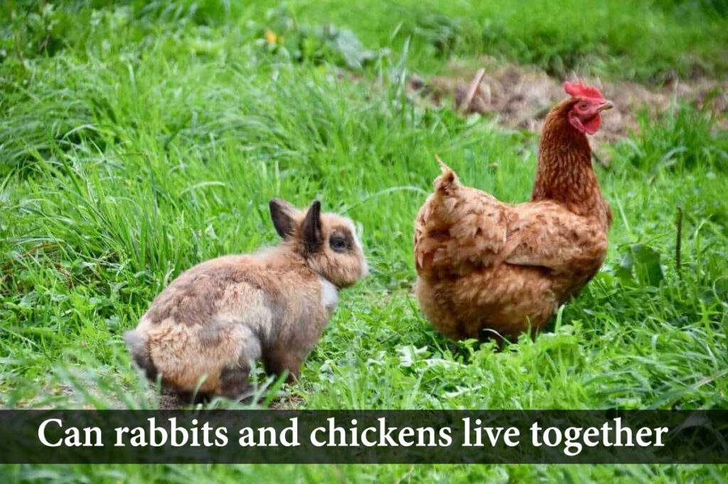 can rabbit and chicken live together