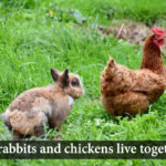 can rabbit and chicken live together