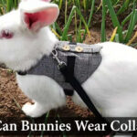 can bunnies wear collar