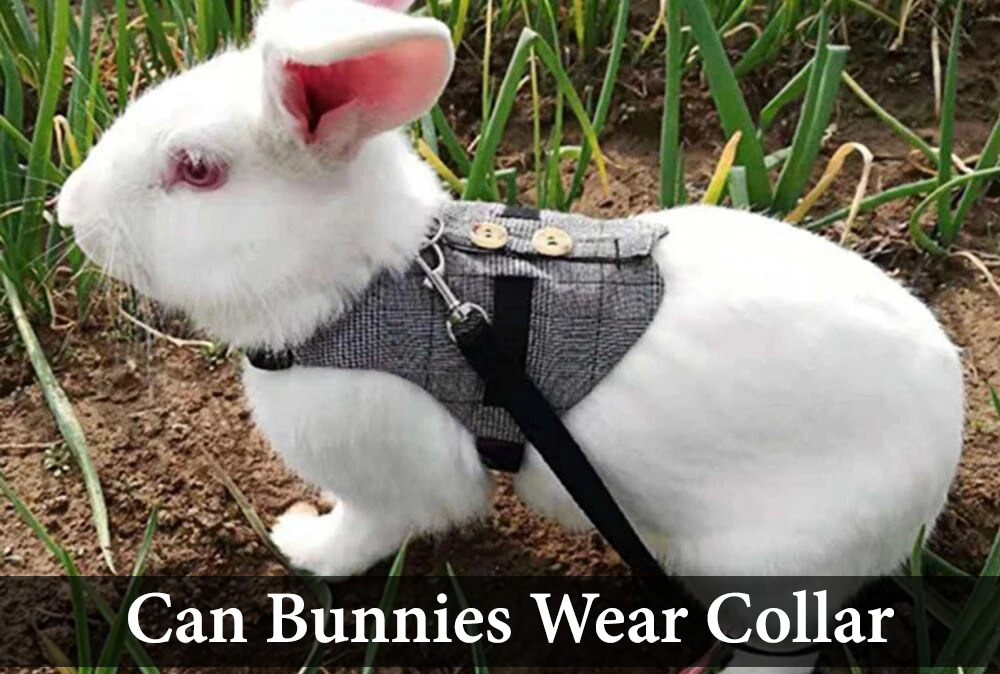 can bunnies wear collar