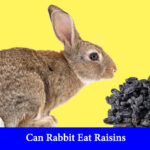 can rabbit eat raisins