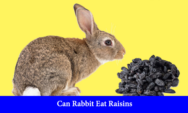 can rabbit eat raisins