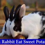 can rabbits eat sweet potatoes