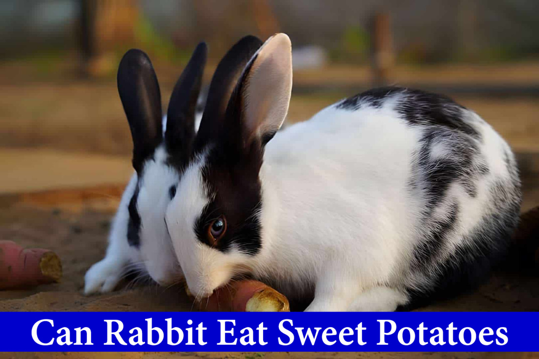 can rabbits eat sweet potatoes