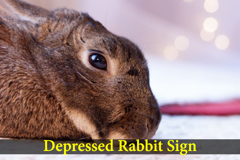 sign of a depressed rabbit