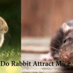 do rabbit attract mice