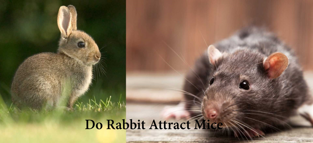 do rabbit attract mice