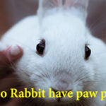 do rabbits have paw pads