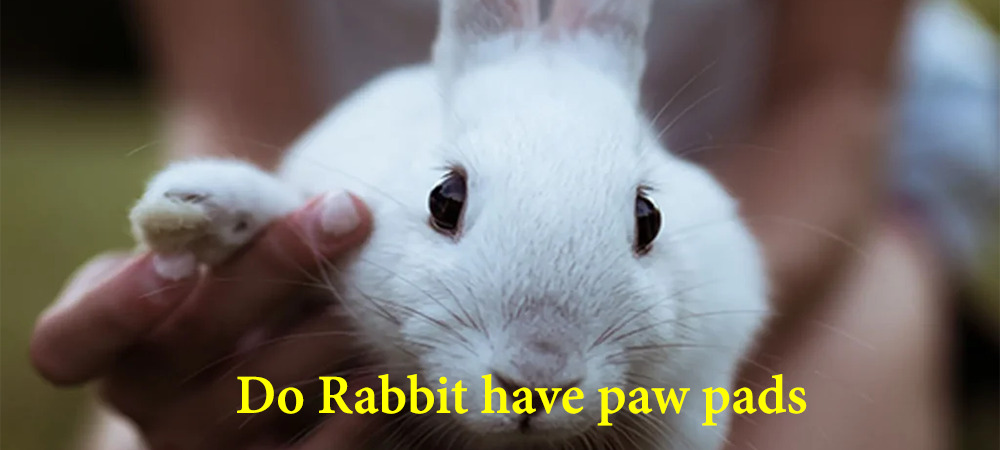 do rabbits have paw pads