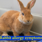 rabbit allergy symptoms