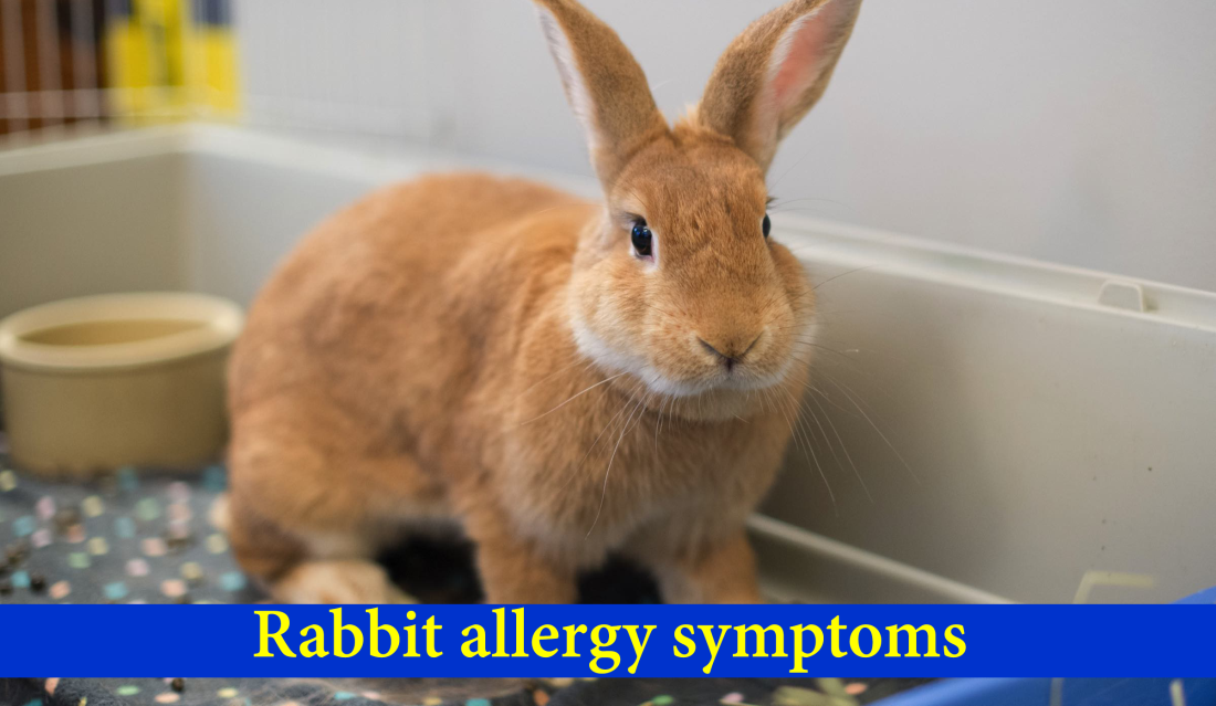 rabbit allergy symptoms