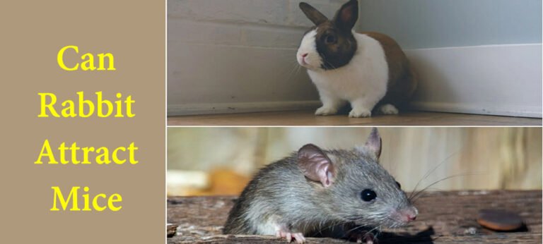 Mouse Rat Rabbit Do rabbits attract mice? A complete guide in 2024