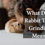 what does rabbit teeth gridning means