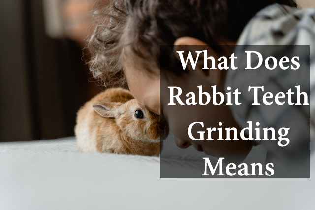 what does rabbit teeth gridning means