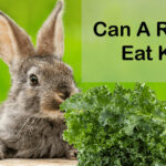 can rabbits eat kale