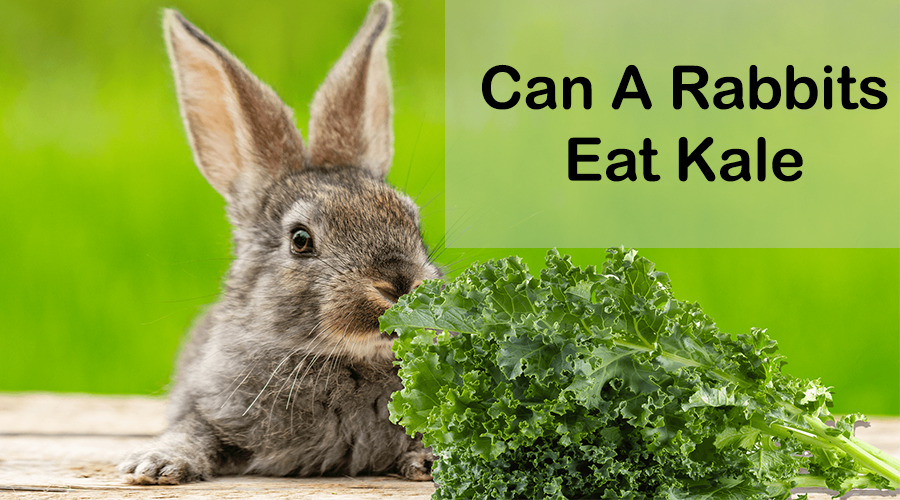 can rabbits eat kale