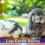 lop eared bunny