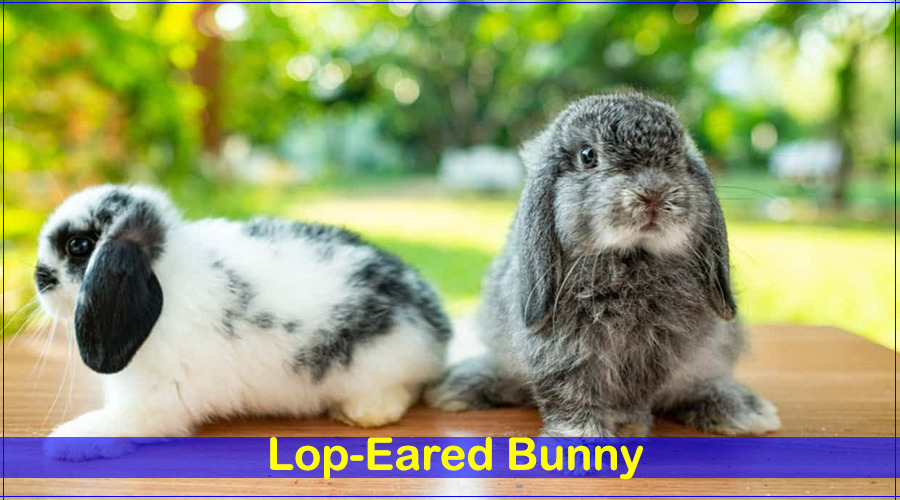 lop eared bunny