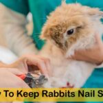 How to keep rabbits nail short