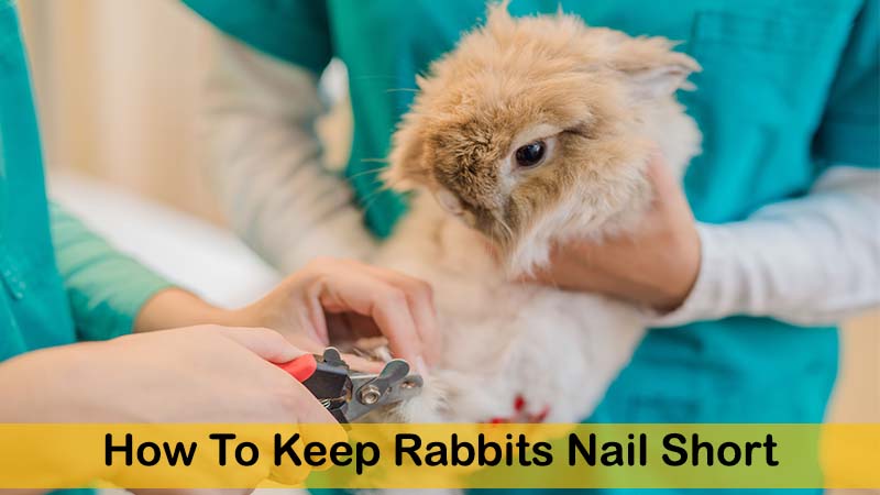 How to keep rabbits nail short