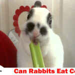 rabbit eat celery