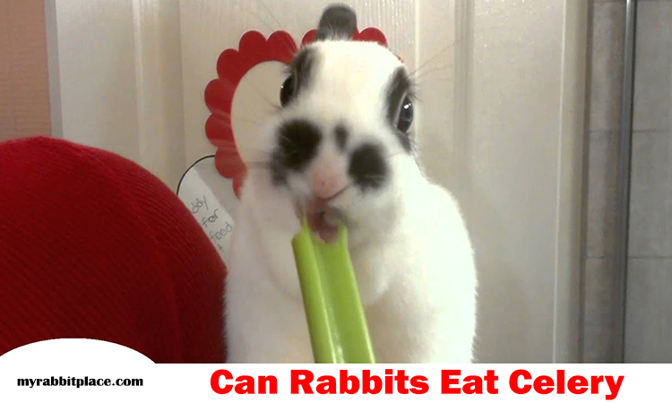 rabbit eat celery