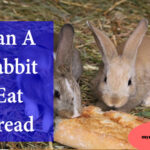 can rabbits eat bread