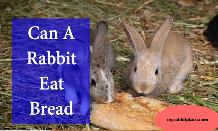 can rabbits eat bread