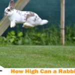 how high rabbit can jump