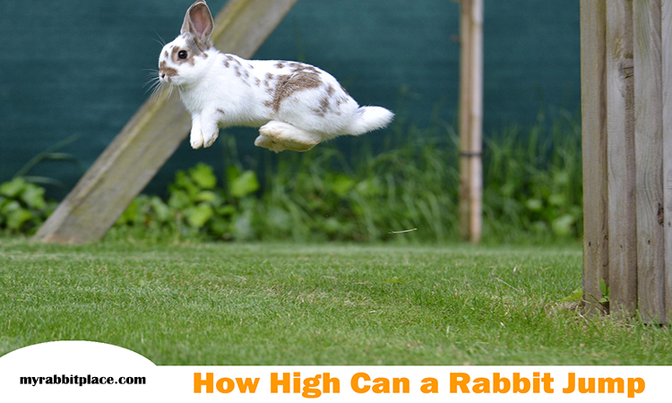 how high rabbit can jump