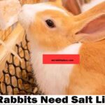 rabbits need salt licks