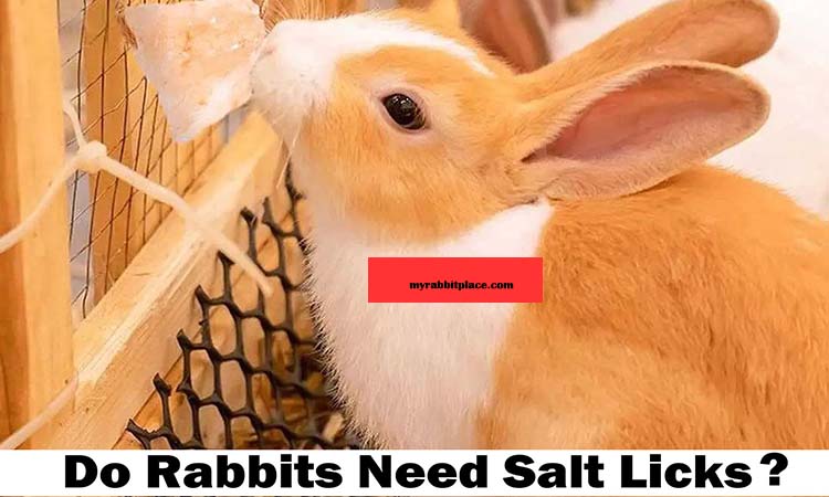 rabbits need salt licks