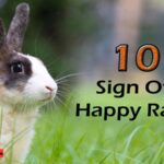 10 sign of happy rabbit