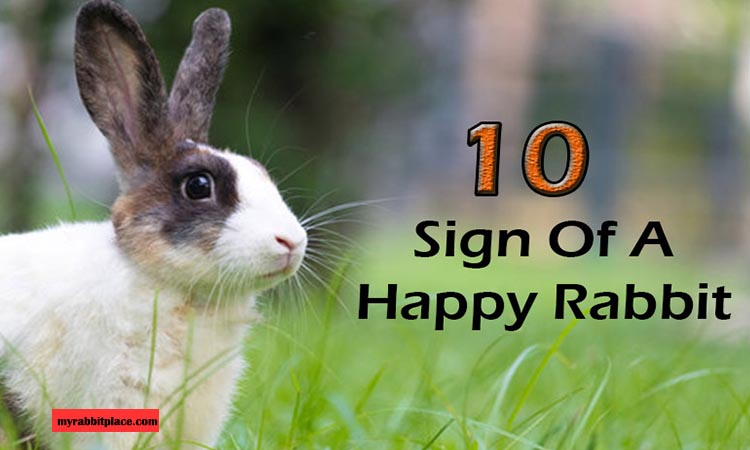 10 sign of happy rabbit