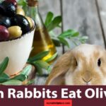 can bunnies eat olives