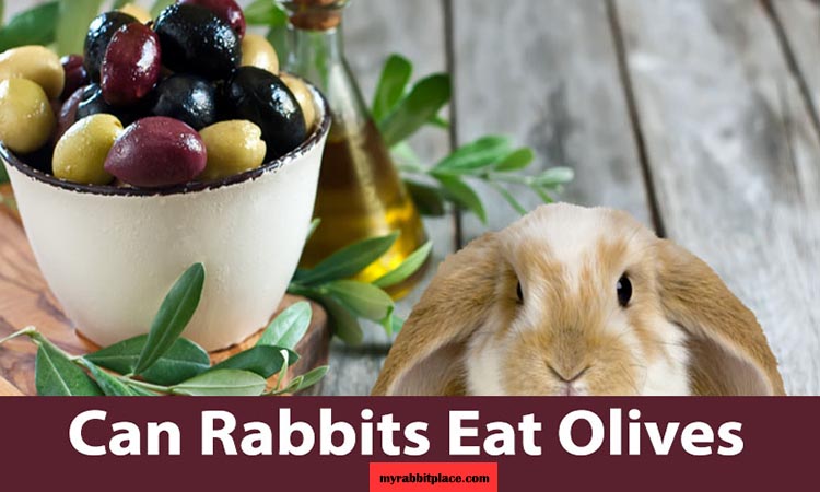 can bunnies eat olives