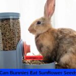 can bunnies eat sunflower seed