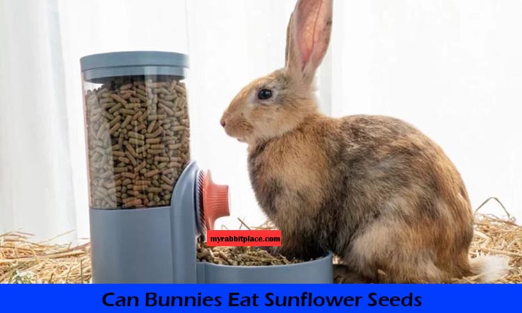 can bunnies eat sunflower seed